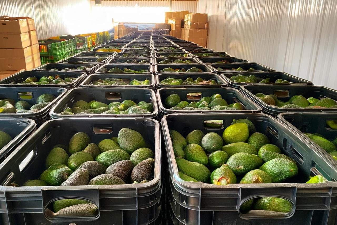 Infraestructura profesional: empacadoras, refrigeración, logística internacional.